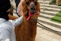 WhatsApp-Image-2026-01-07-at-10.51.26