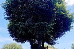 WhatsApp-Image-2025-08-07-at-14.47.06