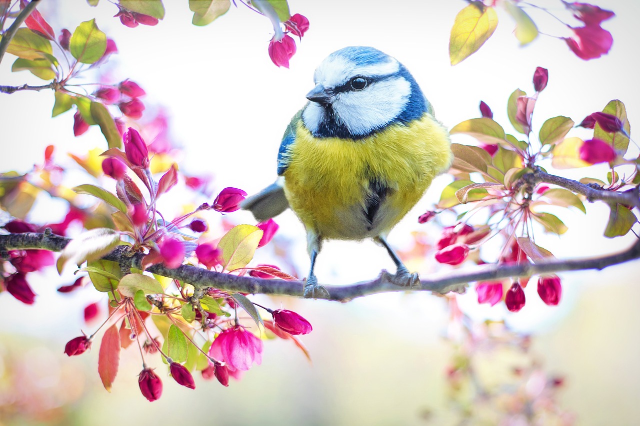 Kolorowy ptak siedzi na zakwitniętej gałęzi.