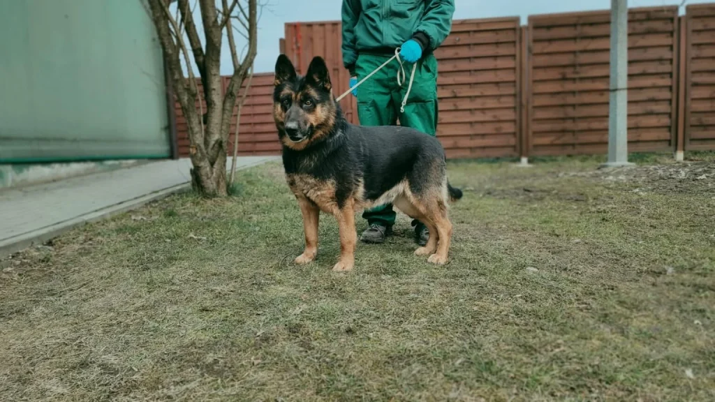 Pies Miśka - do adopcji